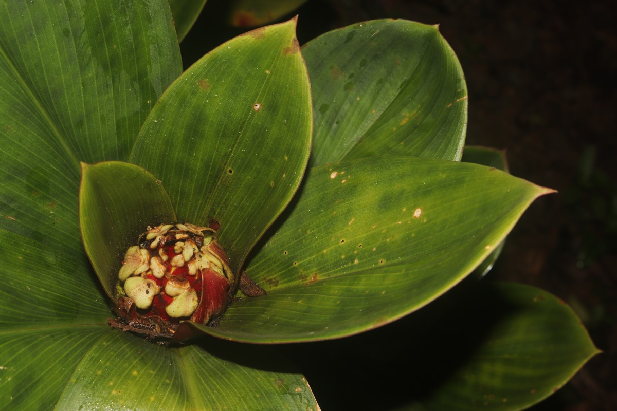 Costus erythrophyllus Loes.